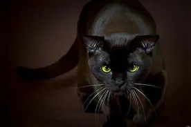 诡异的黑猫——听过“猪来穷，狗来富，猫来顶孝布”么？图片