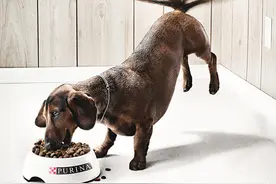 狗狗你可爱的小萌萌漏出来了图片