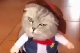 成精的猫化身一代风骚舞王  这步伐很魔性图片