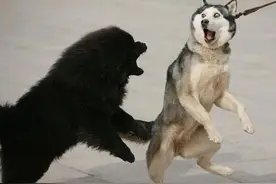 哈士奇不愧是表情帝，网友称其为行走的表情包图片