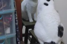 萌宠搞笑图第455：猫咪被发现秘密后直接装成若无其事的样子!图片