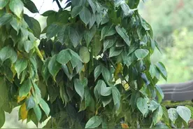 朴树，它不会唱歌，只开花结果，它长这样图片