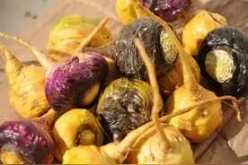 这个“小圆萝卜”是啥，你认识吗？图片