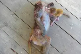 猴妈妈惨遭偷猎者的杀害，猴宝宝的一个举动让很多人都落泪图片