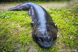 自然界进化的王者：大鲵叫声居然像婴儿？图片