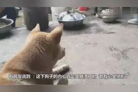当狗看见平日和自已打斗的玩伴被杀时 心理是有多大的阴影啊视频封面