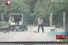 太过分！男子借喂食之机虐待猴子遭猴群围攻视频封面