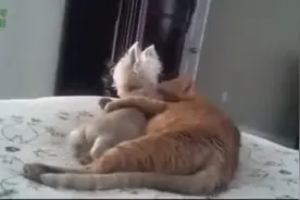 猫咪爱上了狗狗，这是一场跨越种族的伟大爱情啊！图片