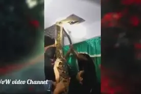 实拍：村民家天花板发现异响，砸开后里面竟然盘踞着一条巨型大蟒视频封面