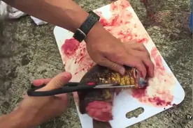 男子钓了一条海鳗，上岸就宰杀清理后切片烘烤，这种吃法很少见啊图片