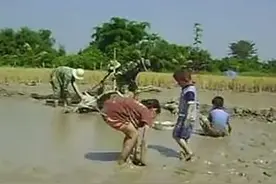 越南，泥地里抓鱼的孩子们图片