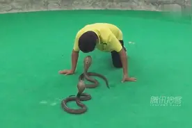 实拍泰国现场训毒蛇惊险刺激上演 蛇之吻视频封面