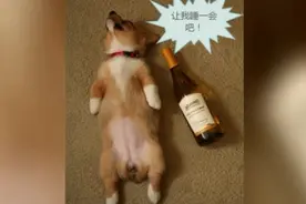 逗人的萌宠！搞笑配字图片