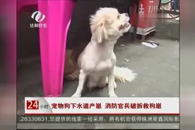 宠物狗跑下水道产下一窝小狗 消防官兵破拆救狗崽图片