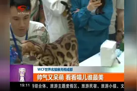 猫奴大集结！帅气又呆萌，看看谁家猫咪才是真正“盛世美艳”！视频封面