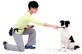 目标训练法：专业训犬师的秘密法宝图片