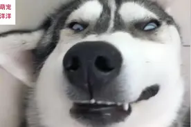 主人问二哈喝啤酒还是牛奶，二哈居然选了啤酒，这次二哈醉了