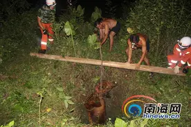 200斤重黄牛掉进7米深废井 海口警民10人合力救出图片