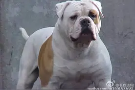 百科犬说之美国斗牛犬图片