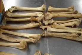 小伙南非打工归来偷运48万元虎骨入境 称为给父母治风湿图片