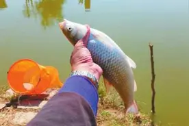 来白云湖免费钓鱼啦，野生鱼钓多少拿多少！图片