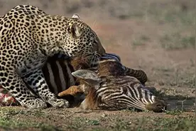落单的鬣狗遇上独食的猎豹：结果出乎意料图片