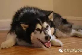 以为阿拉斯加只有一个品种，看完才知道有两种...图片