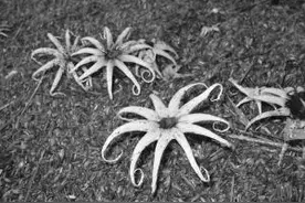 宁波郊外野蘑菇迎来"狂欢季" 专家：看看就好别真吃图片