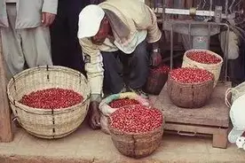 资料埃塞俄比亚咖啡合作社名称与介绍图片