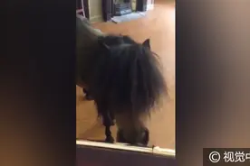 英国“酒腻子”小马进酒吧偷酒喝图片