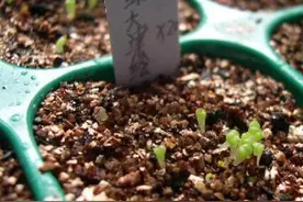 多肉植物种子出芽之后应该如何管理图片