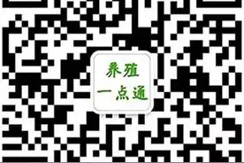 鱼鳖混养池塘鱼鳖混养技术三要点图片