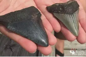 小姑娘海滩捡到两块东西专家都惊呆了 不用上交留着做传家宝图片