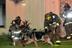 男子收养退役警犬，突发火灾，狗狗竟成为他的救命恩人图片