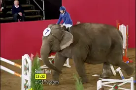 幽默笑话    你是我的结婚候选人图片