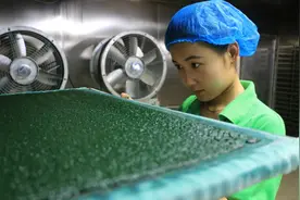 小小螺旋藻 做成大产业图片