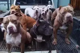 凶残的流浪比特犬被收养后图片