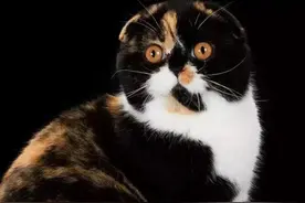 让你了解猫，猫品种的分类图片