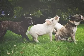 小猪和狗生活在一起，每天的生活你想不到！图片