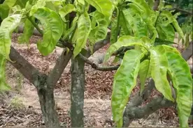 除草剂在土壤中残留量大，最终导致什么都生长不起来图片