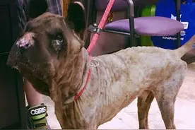 一条没鼻子的松狮被锁起来痛苦忍受， 无法想象它鼻子被什么切掉图片