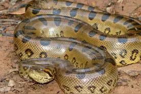 森蚺-世上最大的蛇之一图片