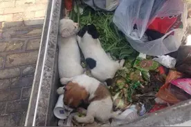 五只小狗被当成垃圾一样扔掉，满身长蛆，被抛弃原因令人发指图片