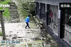 最近火了的胖达是什么？panda的谐音吗(图)图片