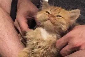 主人把猫咪从收容所带回家后，一向不亲人的小猫，竟从未停止微笑图片