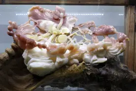 让人垂涎欲滴的砗磲工艺品图片