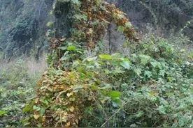 农村难得一见的野山药，挖掘全过程图片