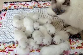 猫妈一次生下16只小崽子，每到喂食的时候一幅我做错什么的表情图片