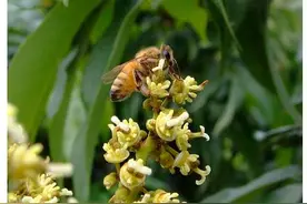 养蜂常识：小蜜蜂也会排便的图片