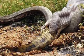 蟒蛇为什么喜欢吞食鳄鱼？图片